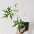 Cissus tuberosa (syn. tiliacea) 10cm pot